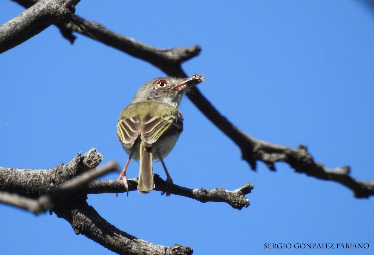 Pearly-vented Tody-Tyrant - ML106629301