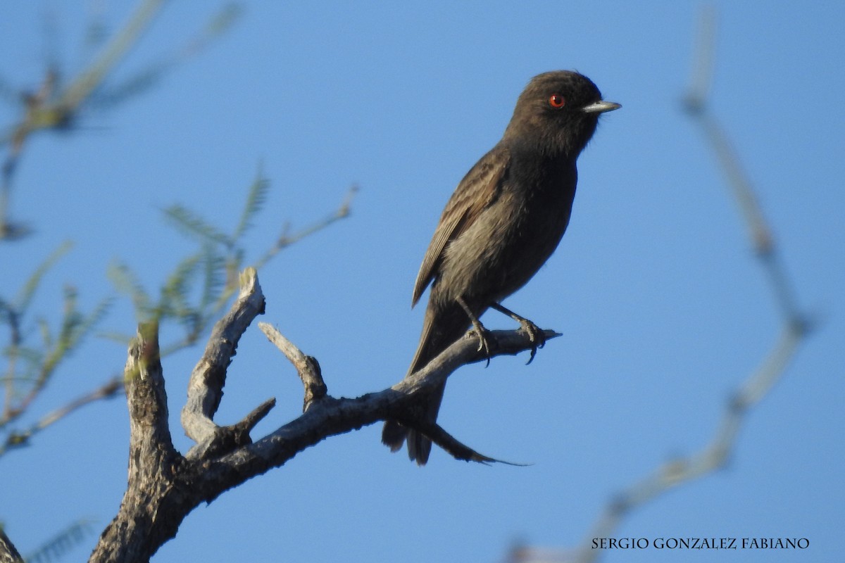 Cinereous Tyrant - ML106629331