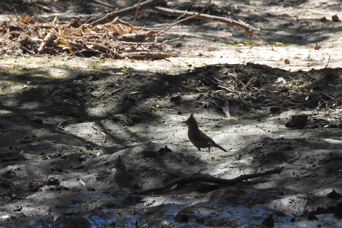 Crested Hornero - ML106629411