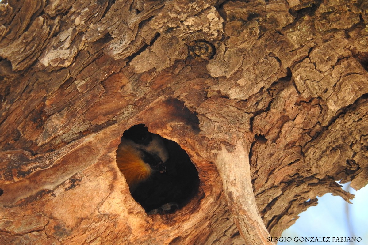 White-fronted Woodpecker - ML106629421