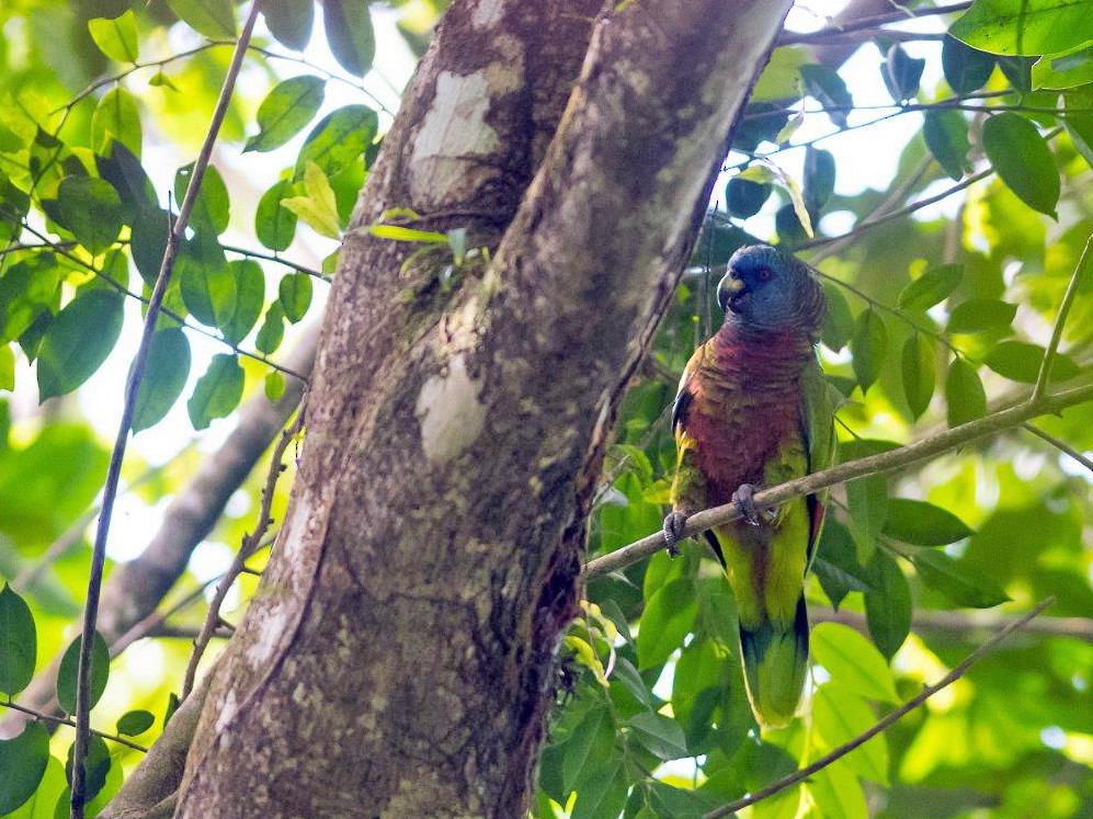 Photos - St. Lucia Amazon - Amazona versicolor - Birds of the World