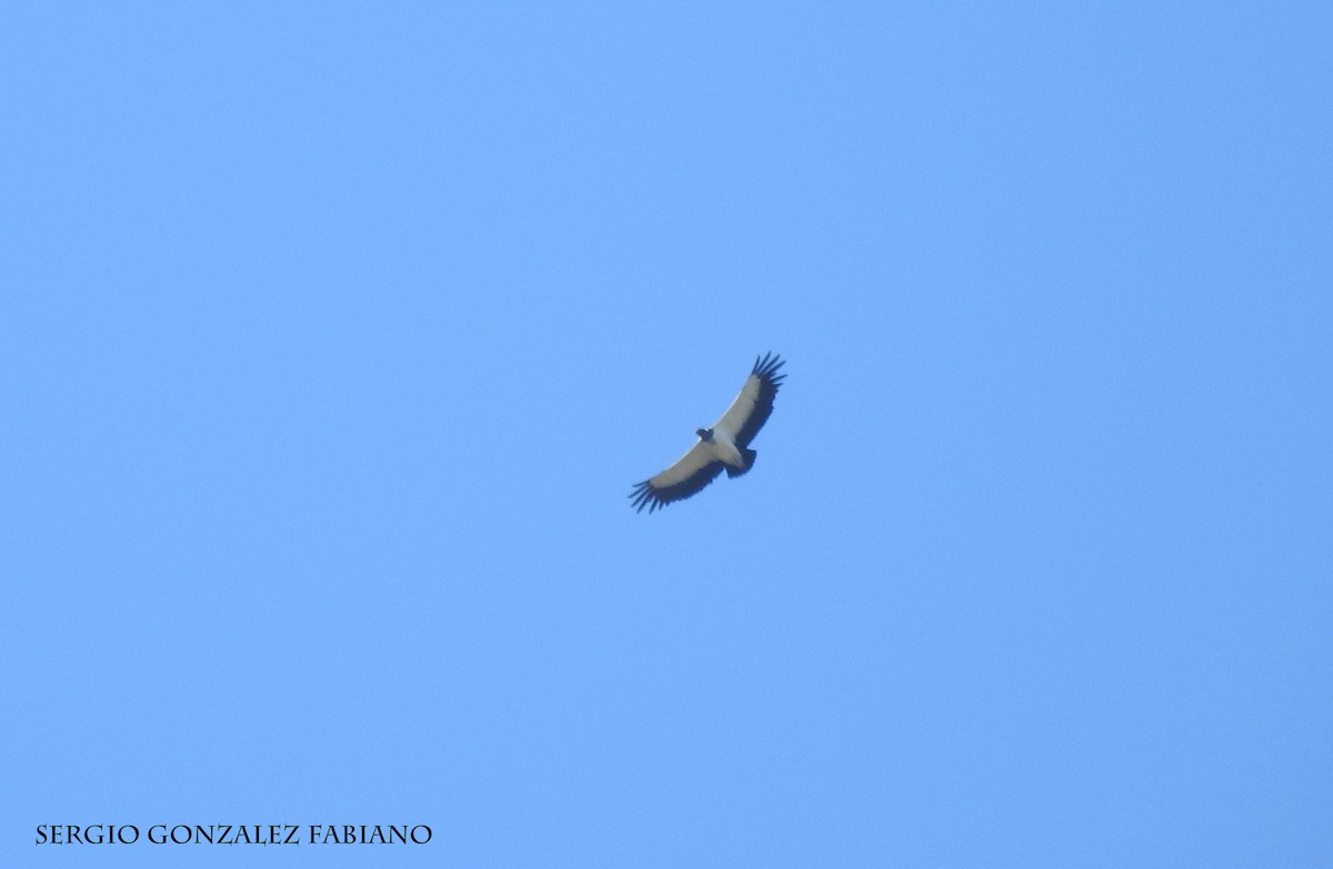 King Vulture - ML106631761