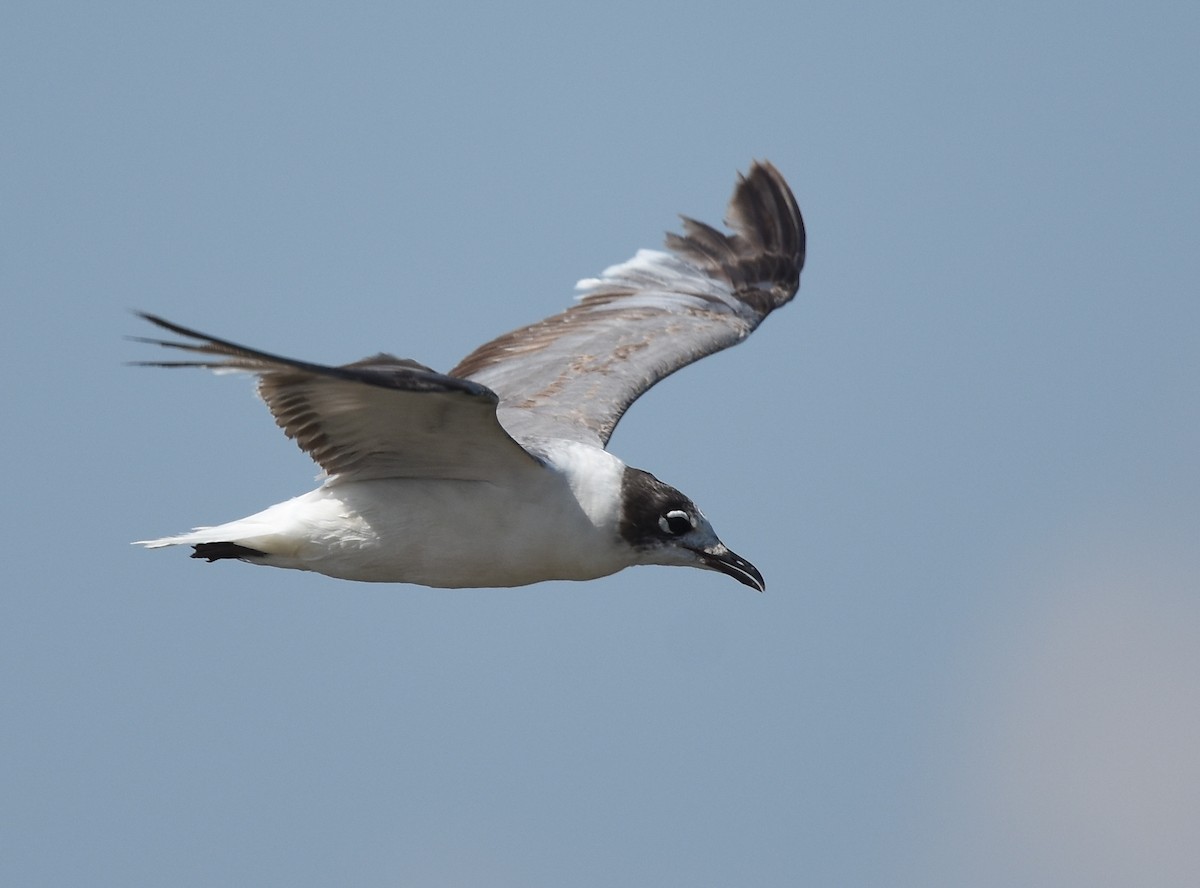 Franklin's Gull - Andy Reago &  Chrissy McClarren