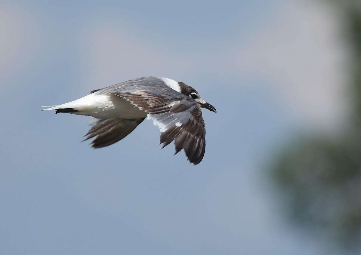 Franklin's Gull - Andy Reago &  Chrissy McClarren