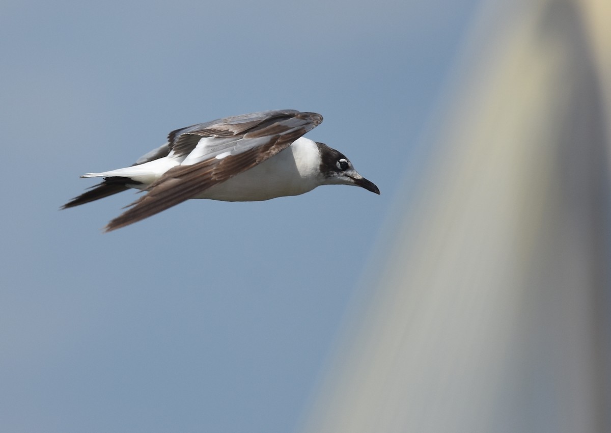 Franklin's Gull - Andy Reago &  Chrissy McClarren