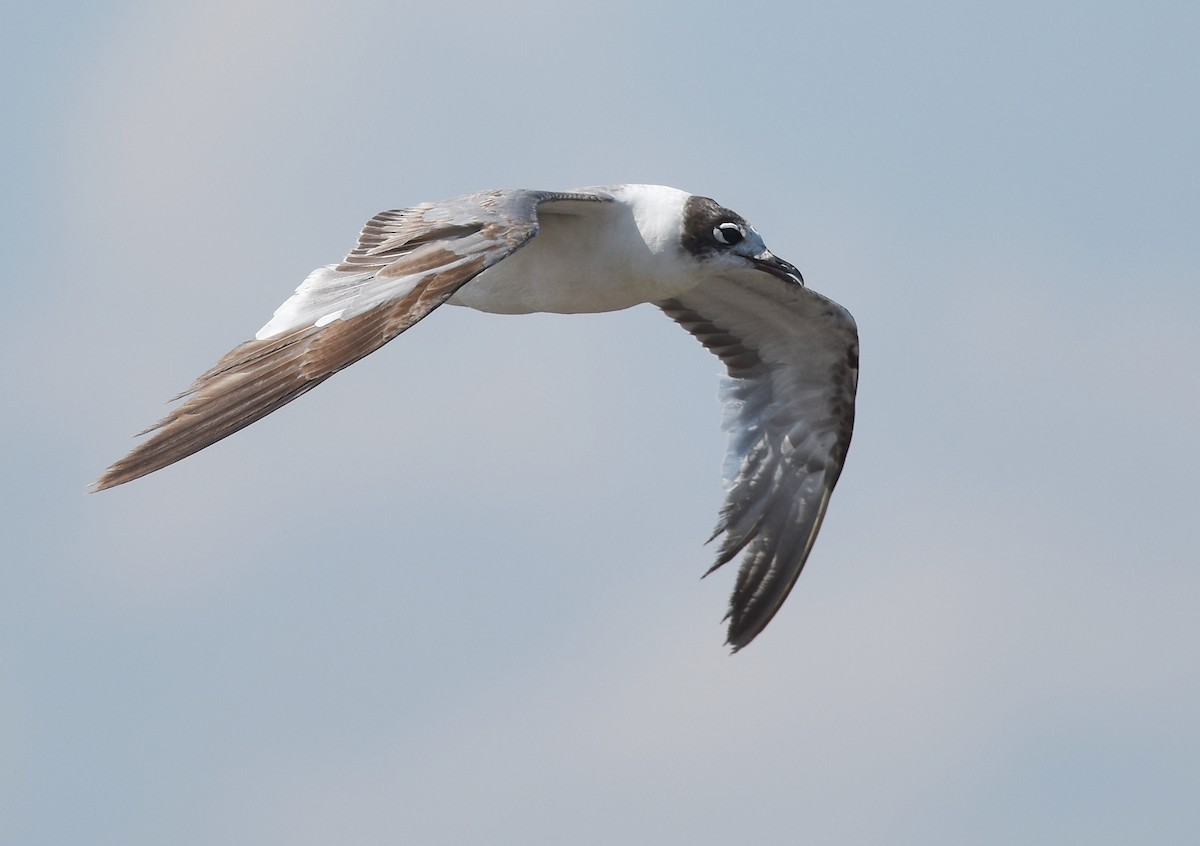 Franklin's Gull - Andy Reago &  Chrissy McClarren