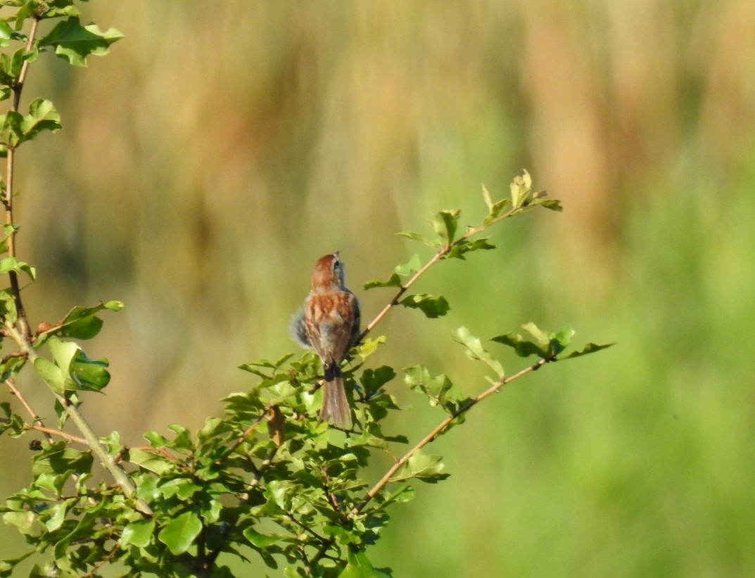 Field Sparrow - deborah grimes