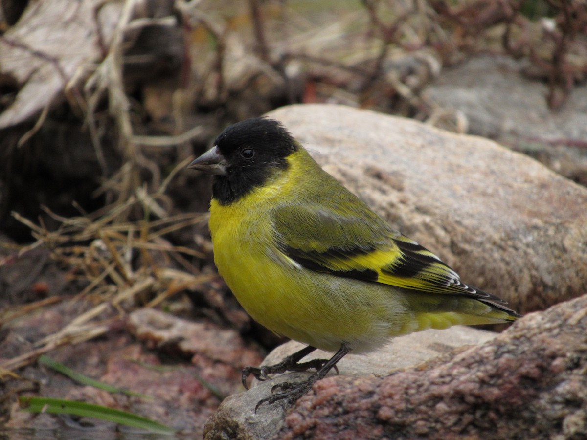 Hooded Siskin - ML106635741