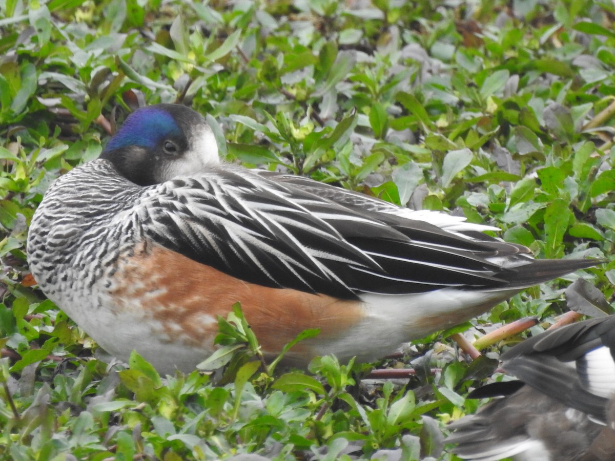 Chiloe Wigeon - Guillermo Costa