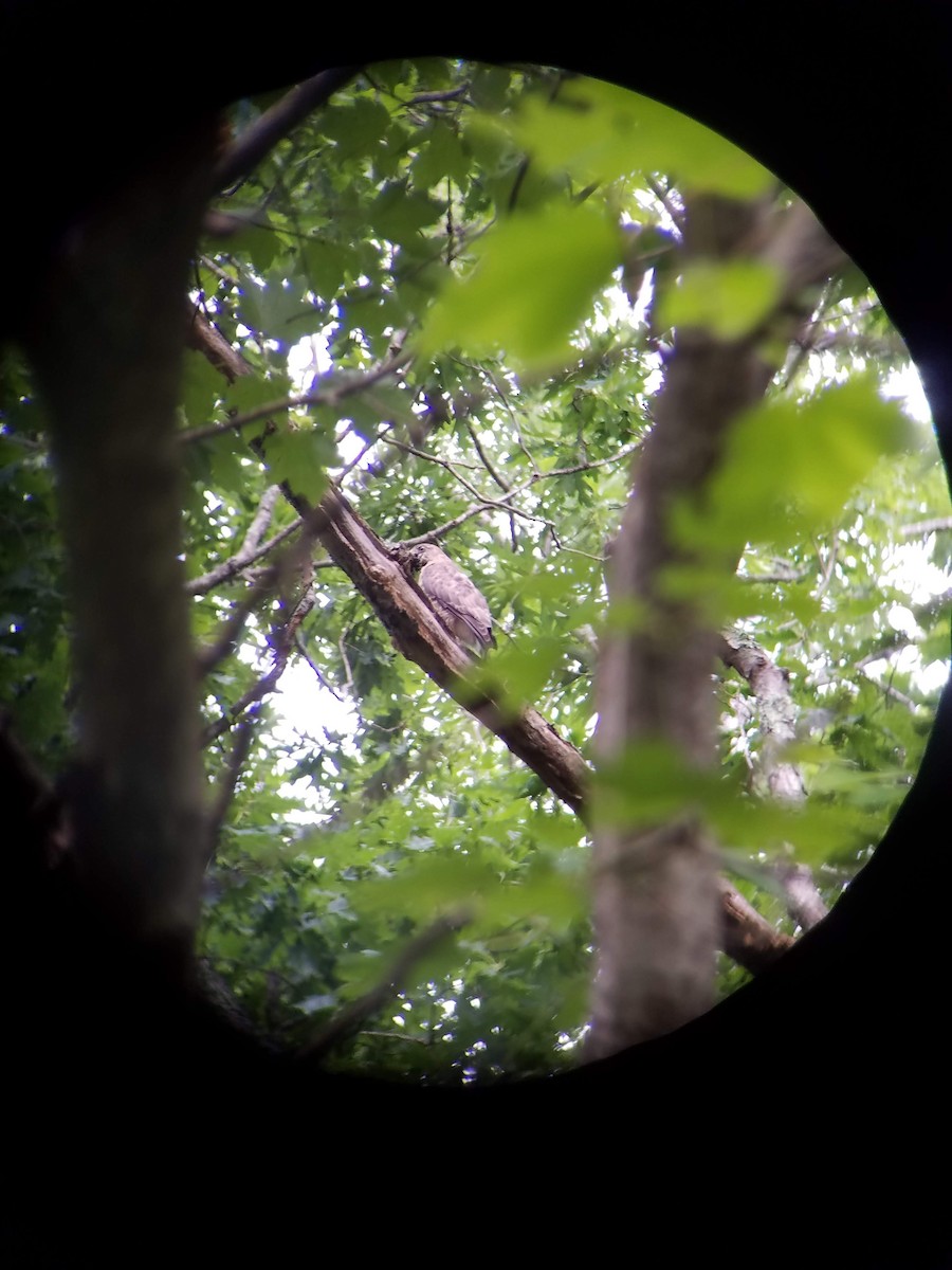 Broad-winged Hawk - Tom Coughlan