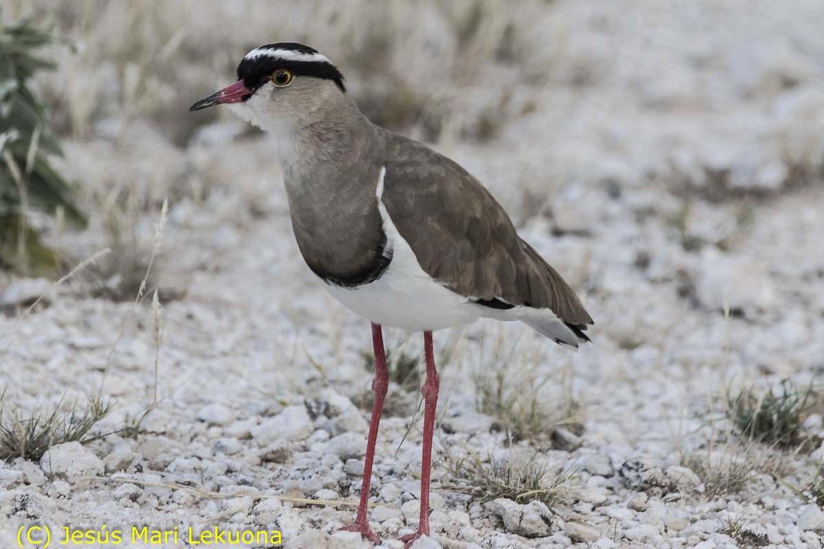 Crowned Lapwing - ML106637541