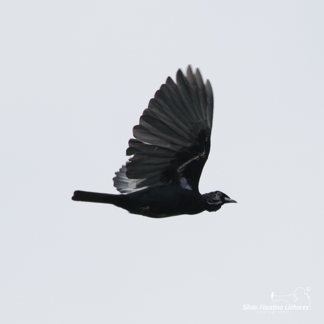 Bare-necked Fruitcrow - ML106641841