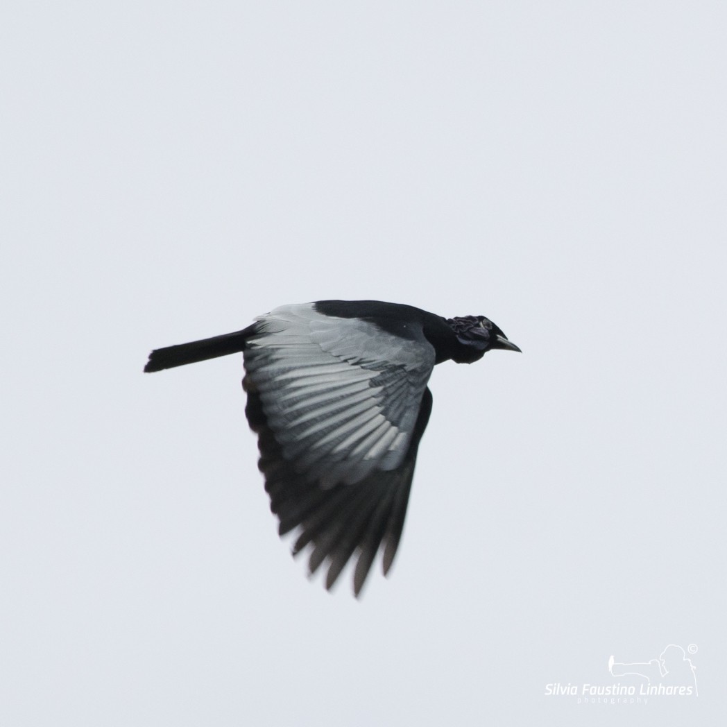 Bare-necked Fruitcrow - ML106641851