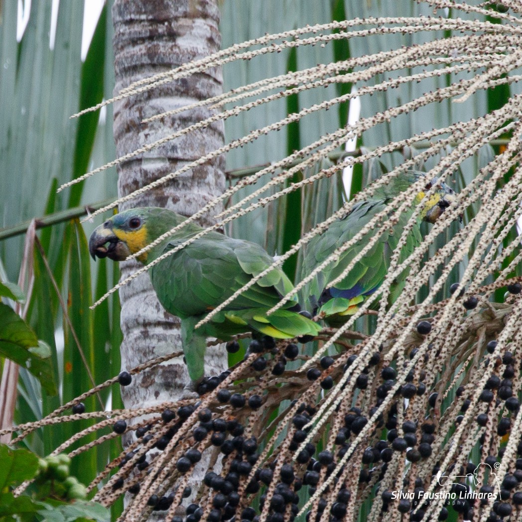 Orange-winged Parrot - Silvia Faustino Linhares