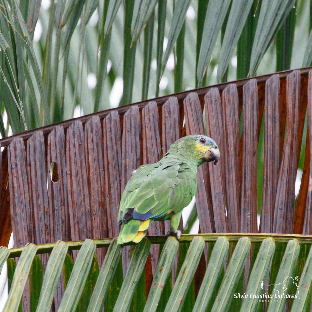 Orange-winged Parrot - ML106642341