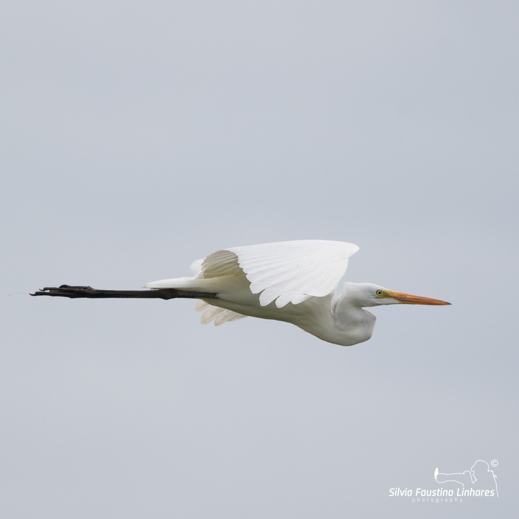 Great Egret - Silvia Faustino Linhares