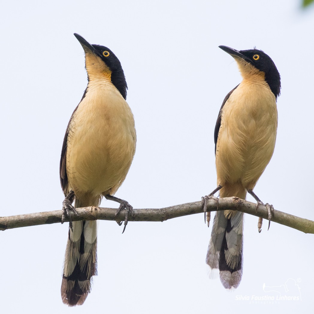 Black-capped Donacobius - Silvia Faustino Linhares