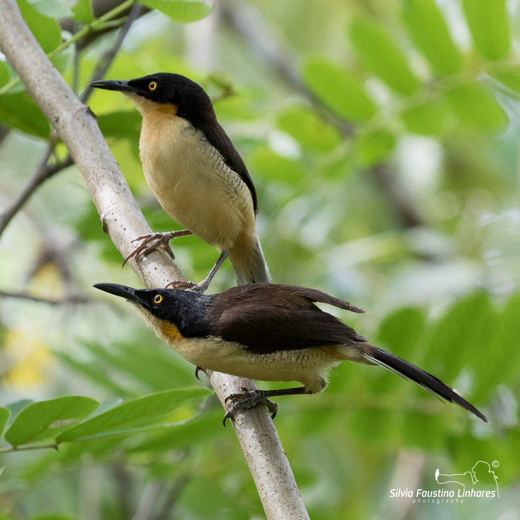 Black-capped Donacobius - Silvia Faustino Linhares