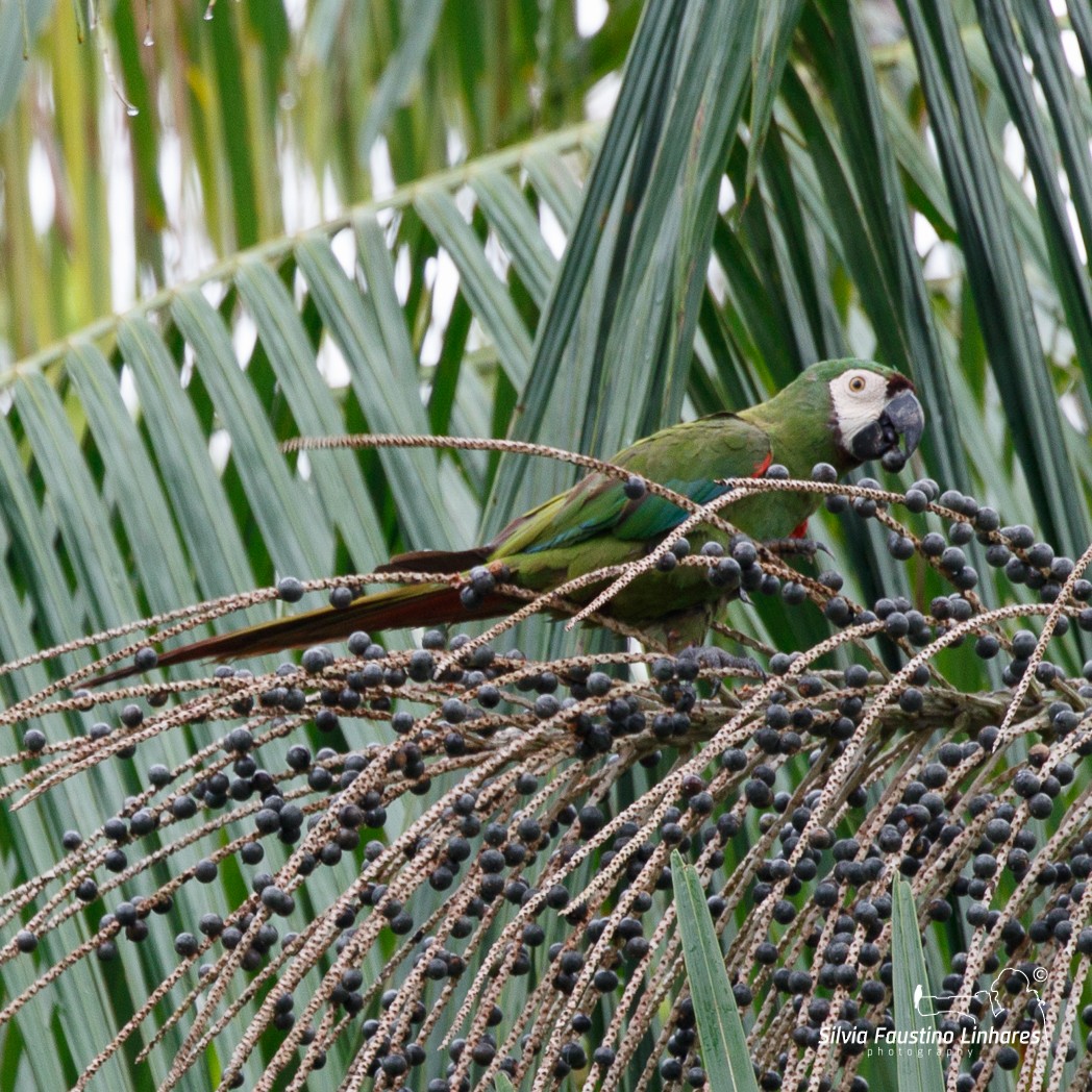 Chestnut-fronted Macaw - ML106642701