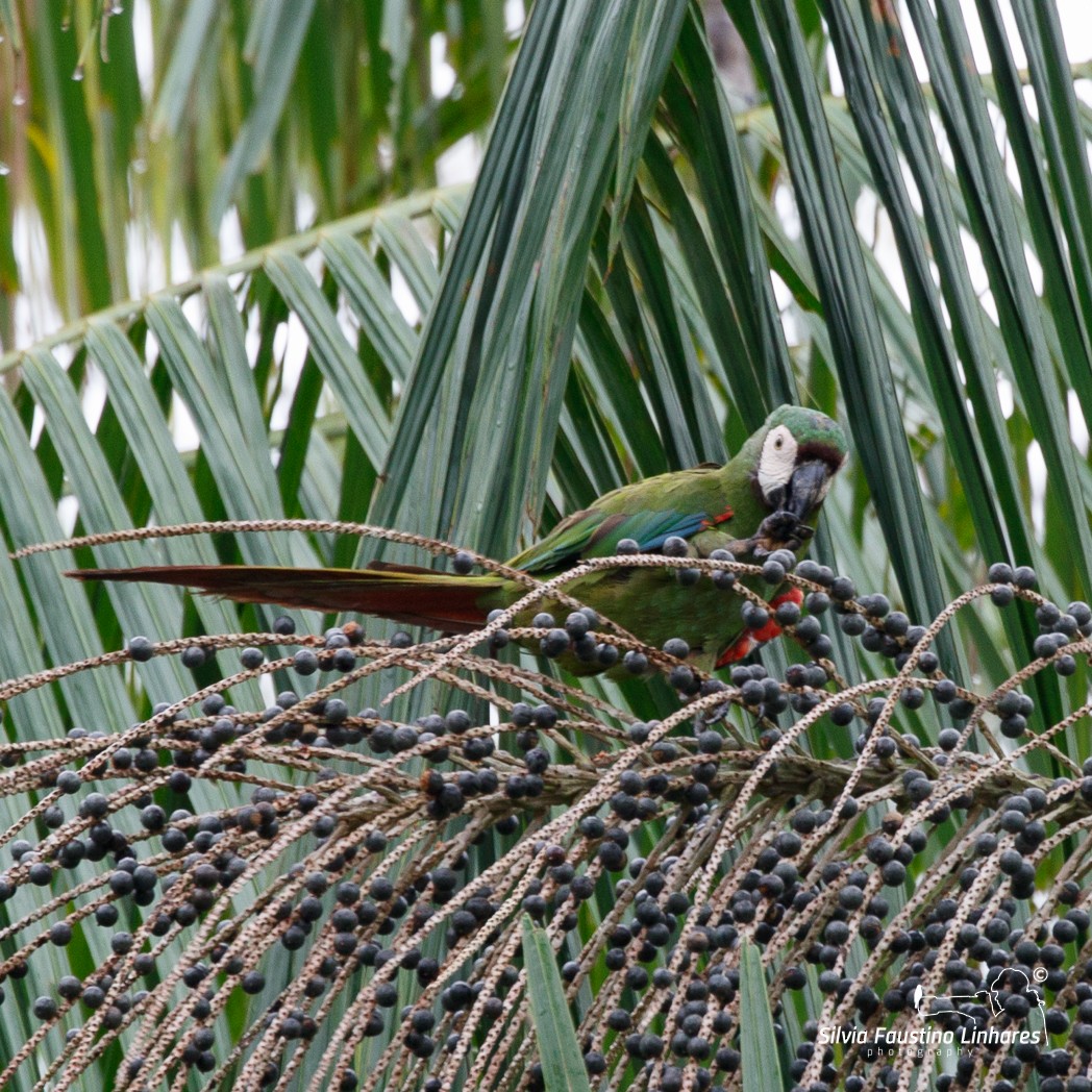 Chestnut-fronted Macaw - ML106642711