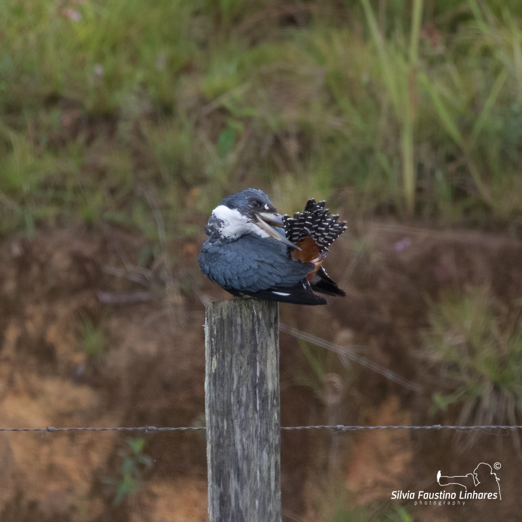 Ringed Kingfisher - ML106642741