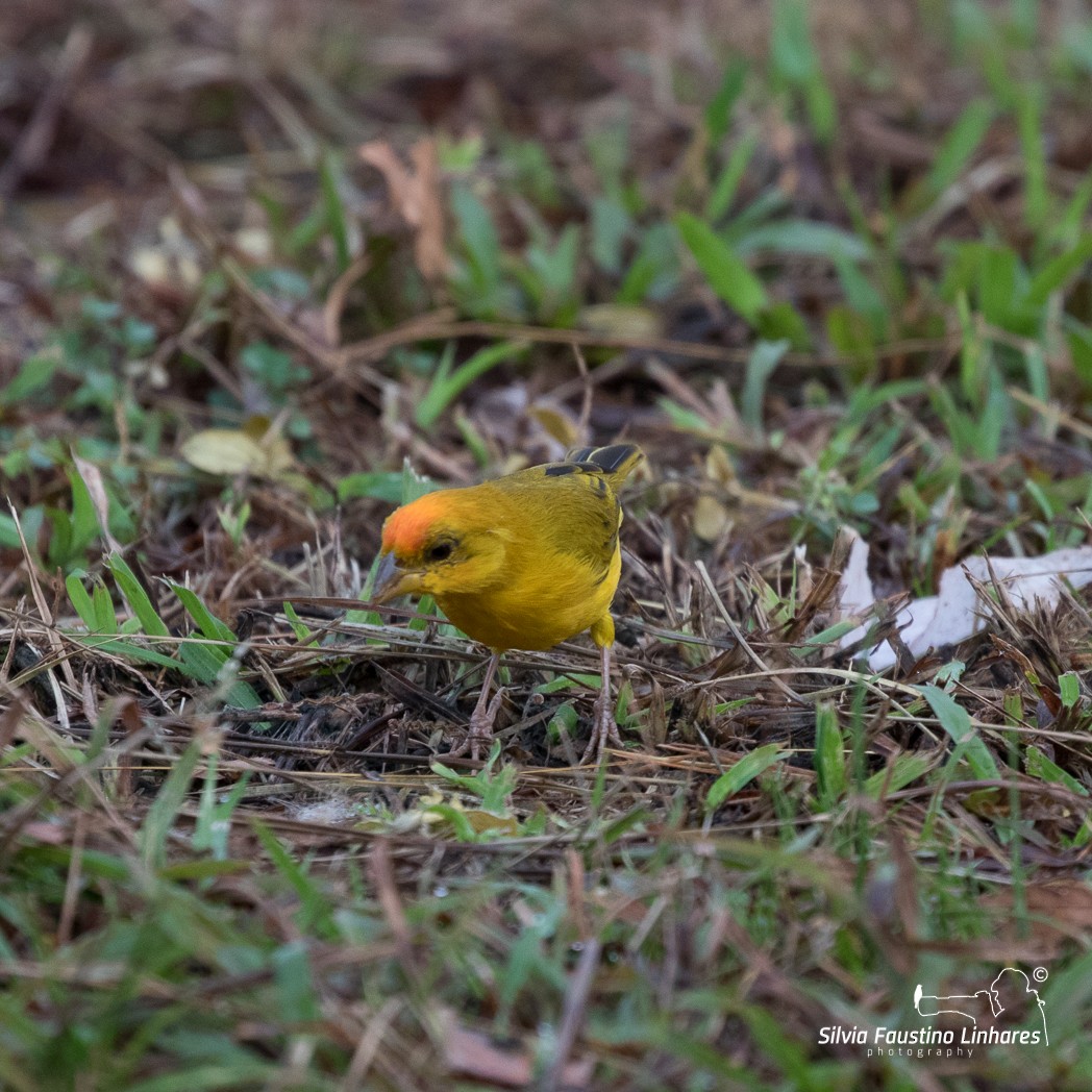 Orange-fronted Yellow-Finch - ML106642881