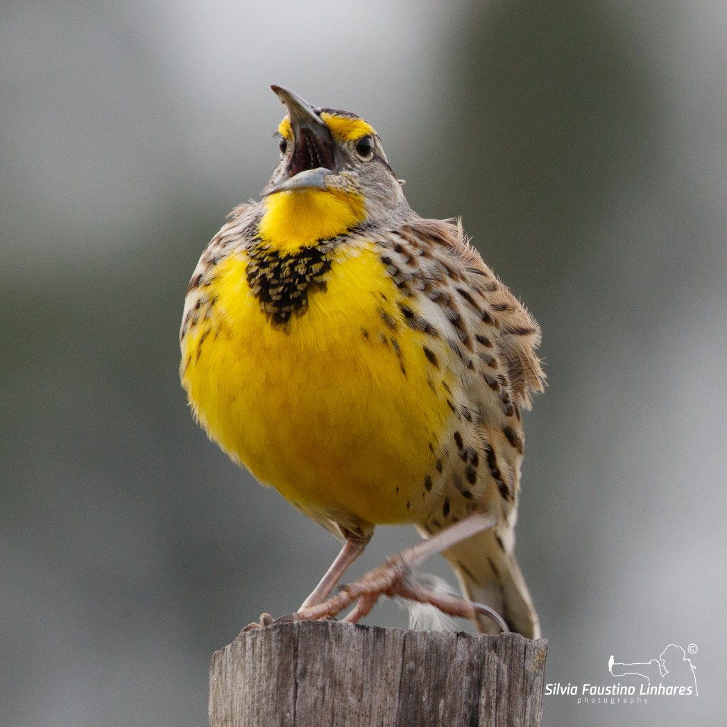 Eastern Meadowlark - ML106643011