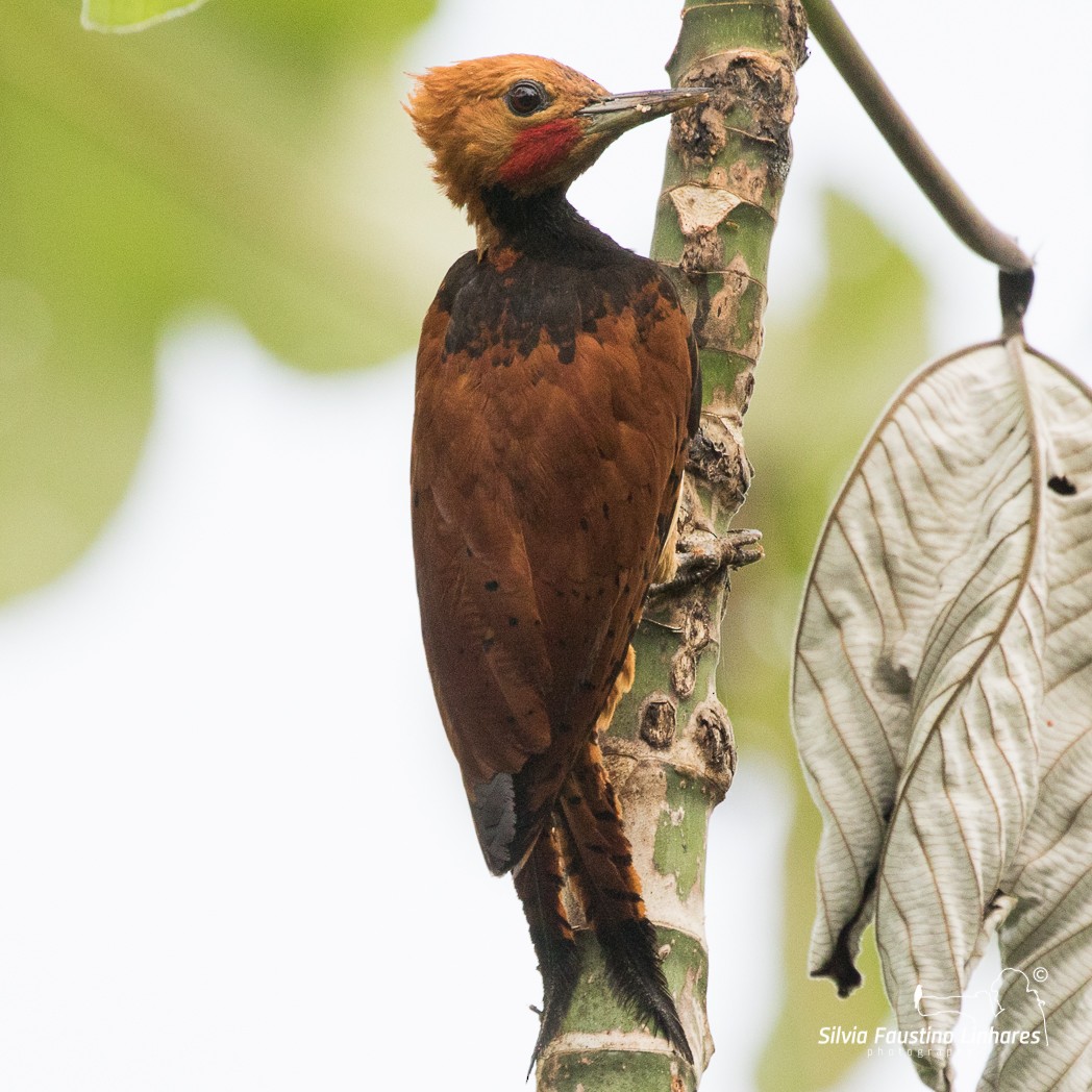 Ringed Woodpecker - ML106643191