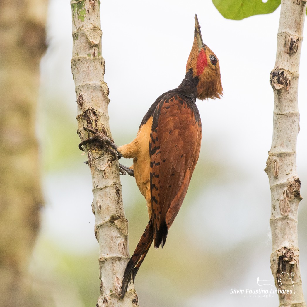 Ringed Woodpecker - ML106643211