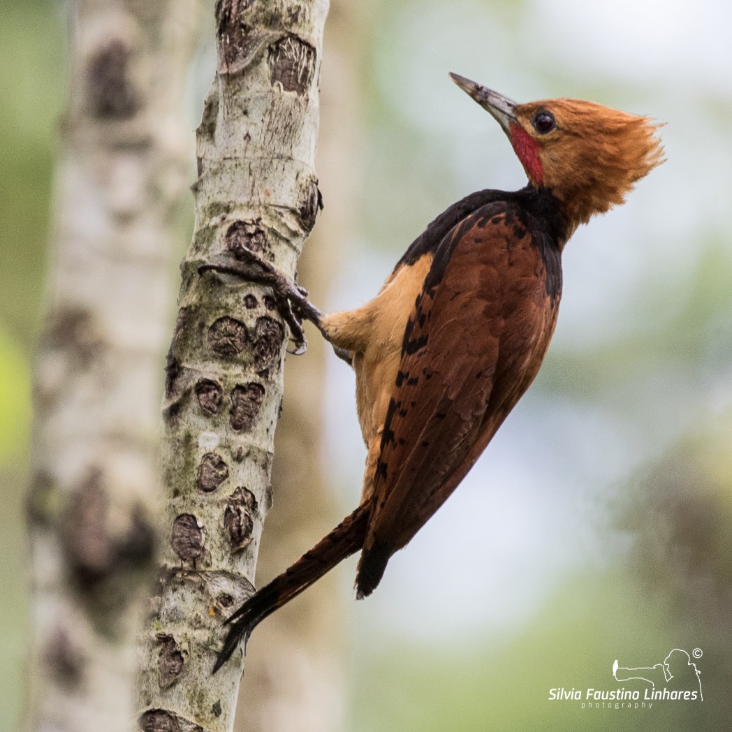 Ringed Woodpecker - ML106643221