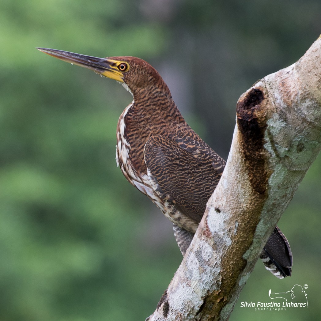 Rufescent Tiger-Heron - ML106643331