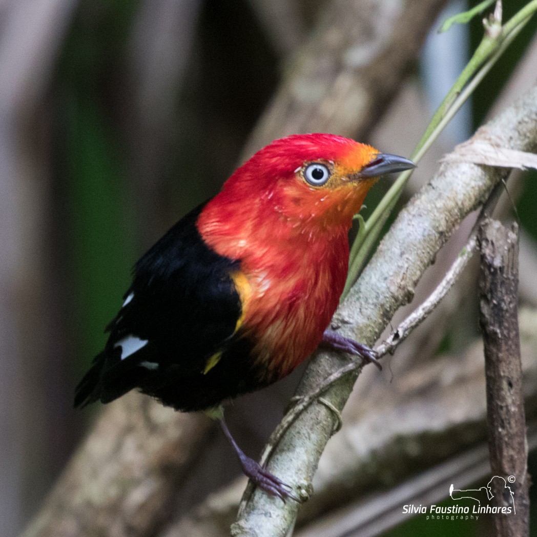 Crimson-hooded Manakin - ML106643541