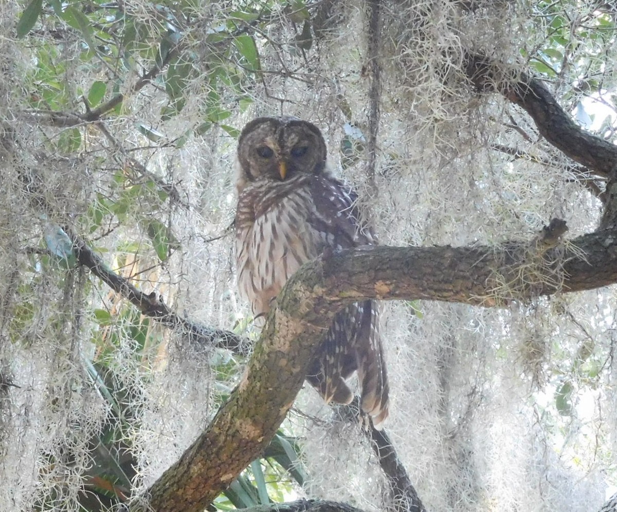 Barred Owl - ML106643561