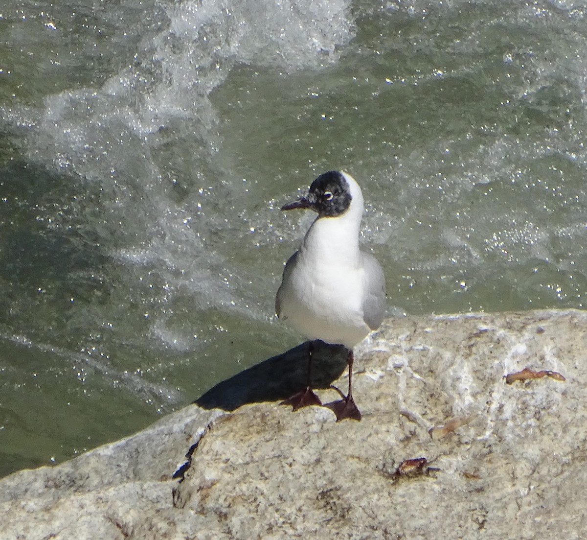 Andean Gull - Hugo Luzi