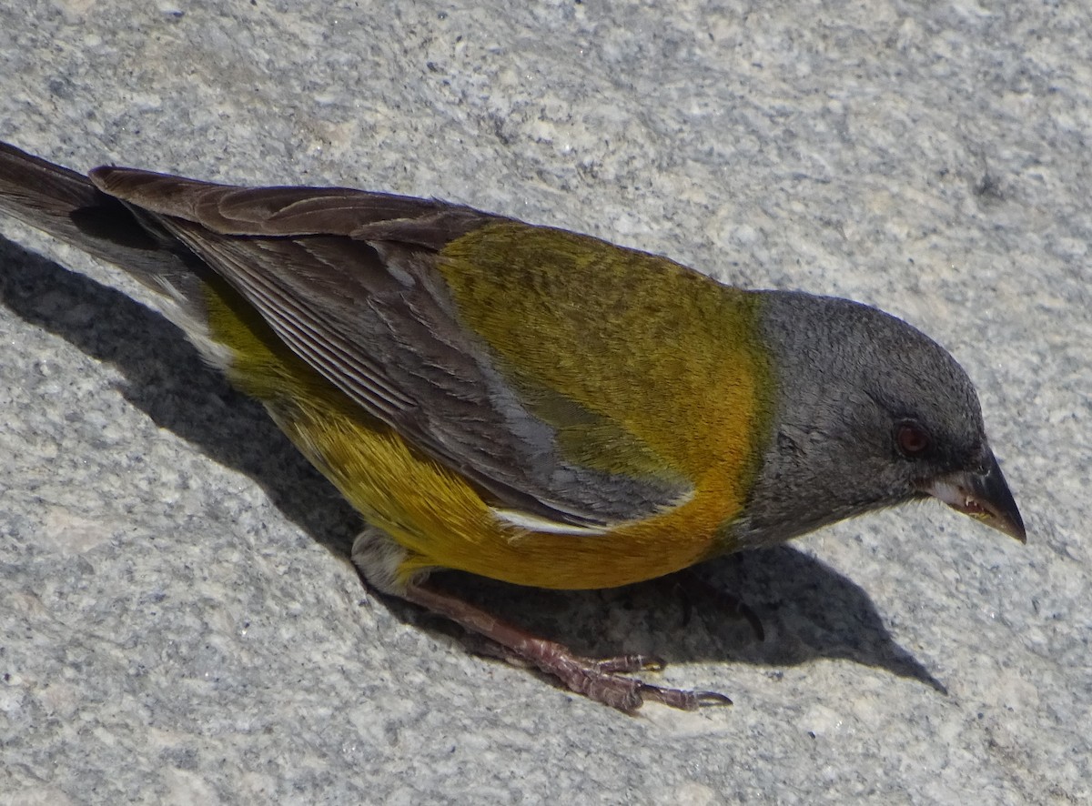 Peruvian Sierra Finch - ML106646651