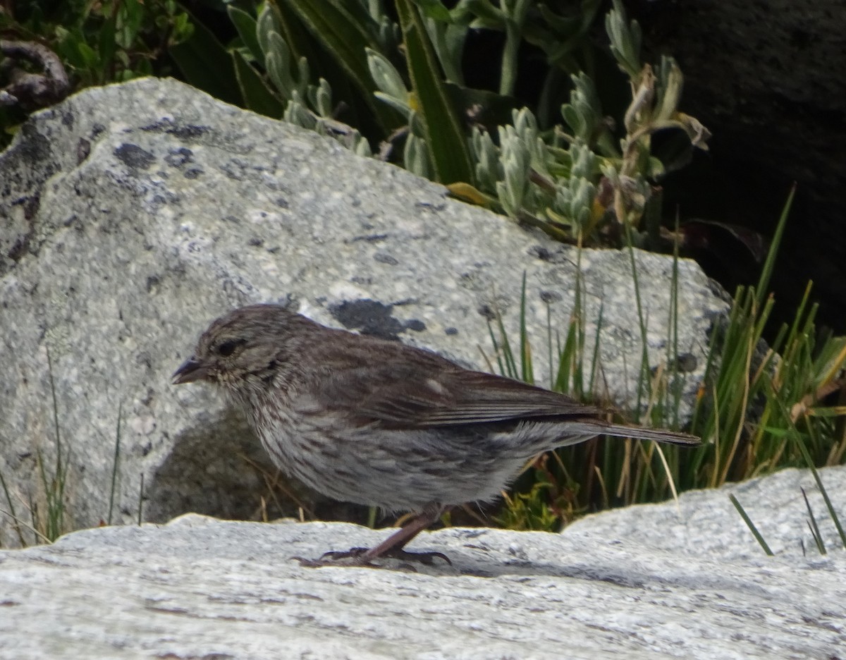 Plumbeous Sierra Finch - ML106646841