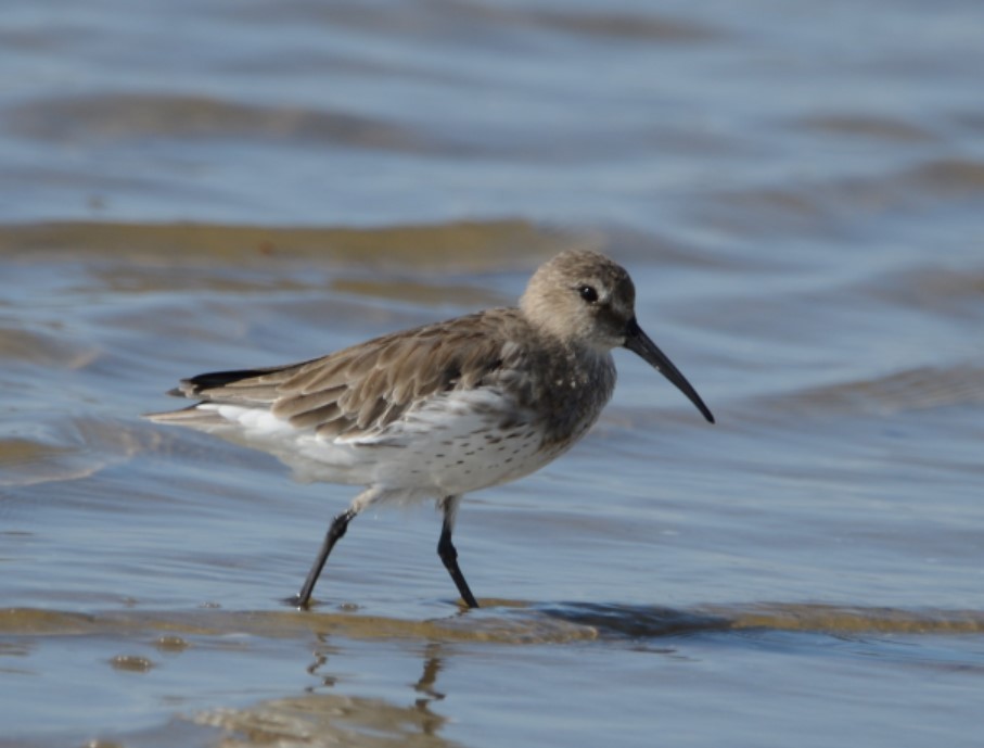 Alpenstrandläufer - ML106646941