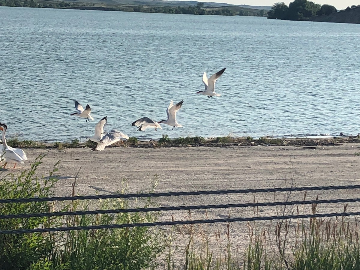 Caspian Tern - ML106648171