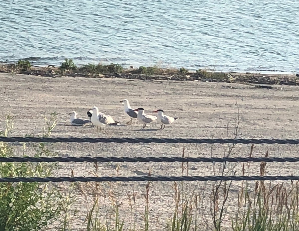 Caspian Tern - ML106648201