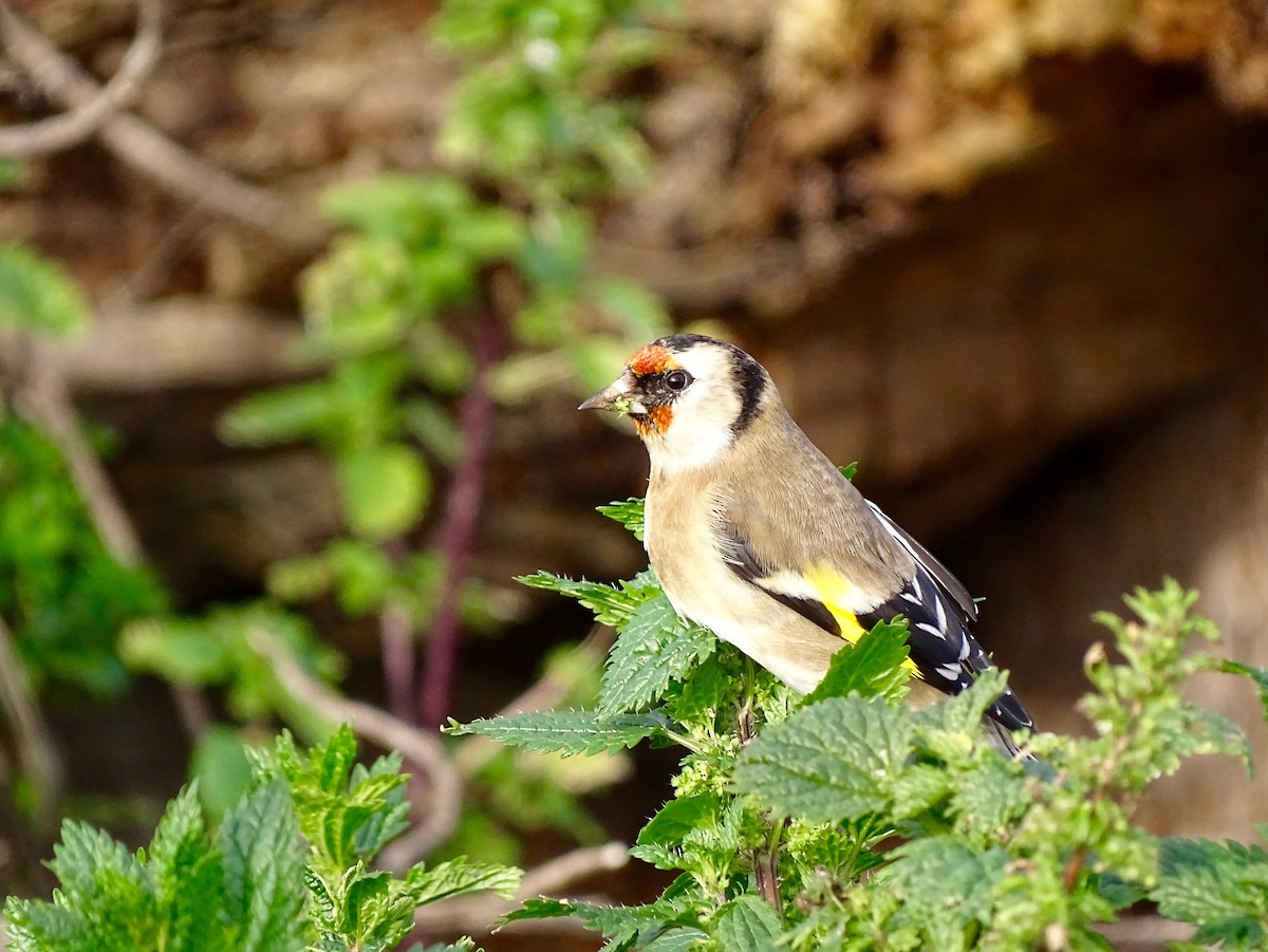 European Goldfinch - ML106649211