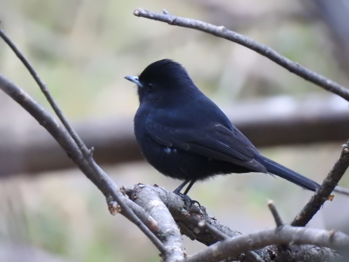 White-winged Black-Tyrant - ML106650551