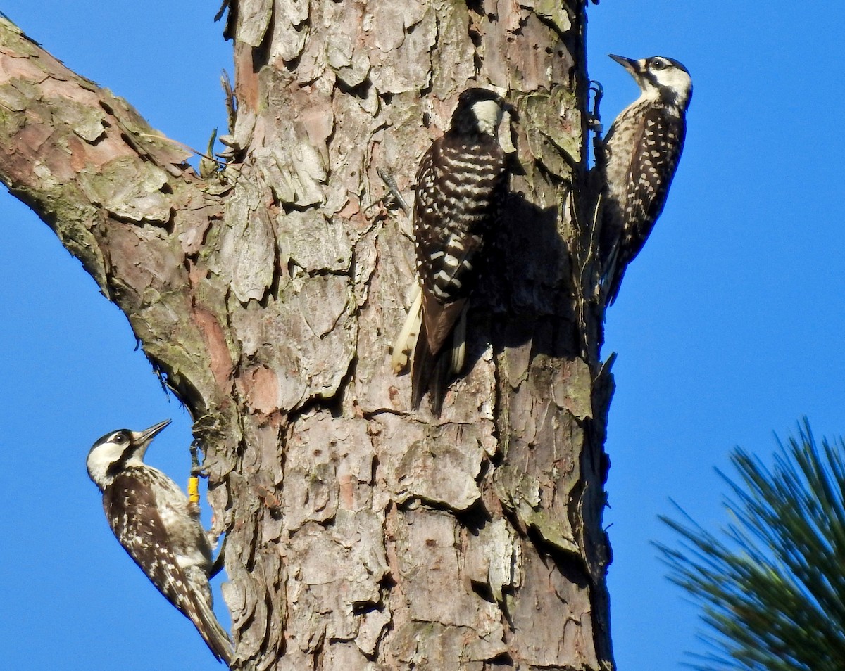 Red-cockaded Woodpecker - Van Remsen