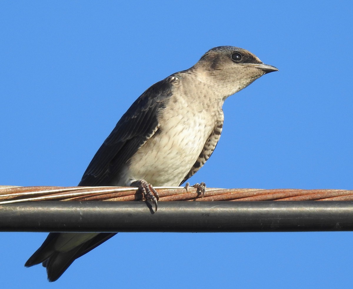 Purple Martin - Van Remsen