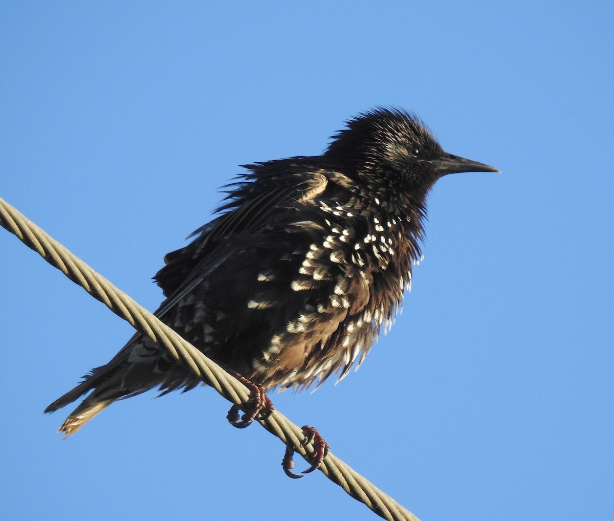 European Starling - Van Remsen