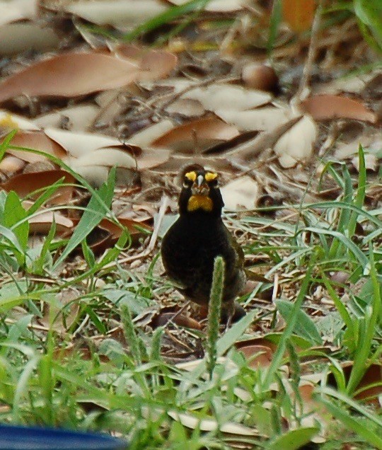 Yellow-faced Grassquit - ML106652151