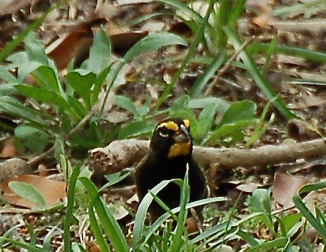 Yellow-faced Grassquit - ML106652161