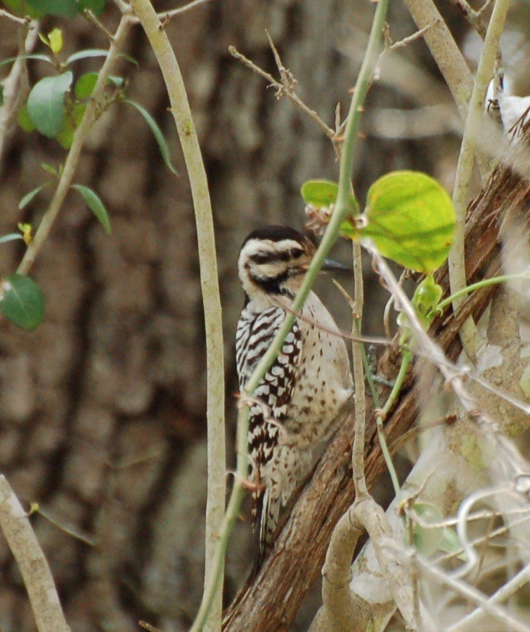 Ladder-backed Woodpecker - ML106652301