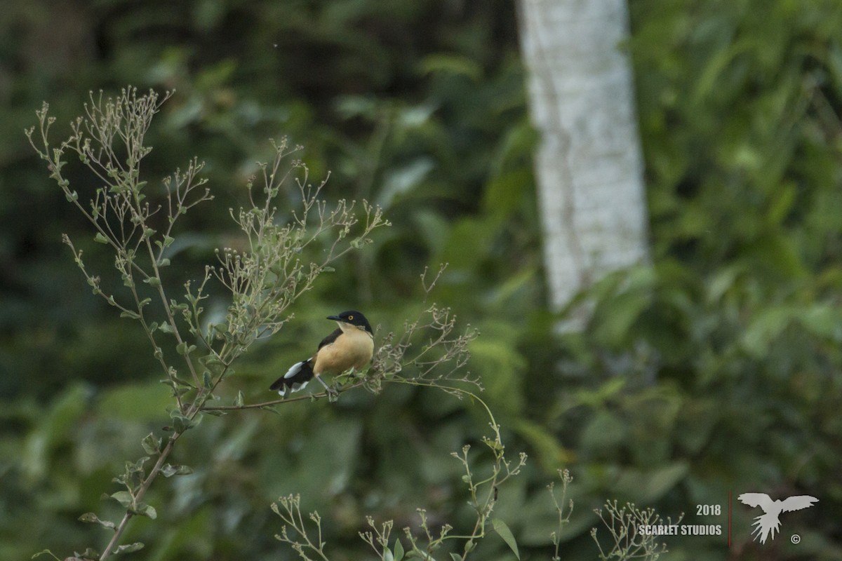 Black-capped Donacobius - ML106652341