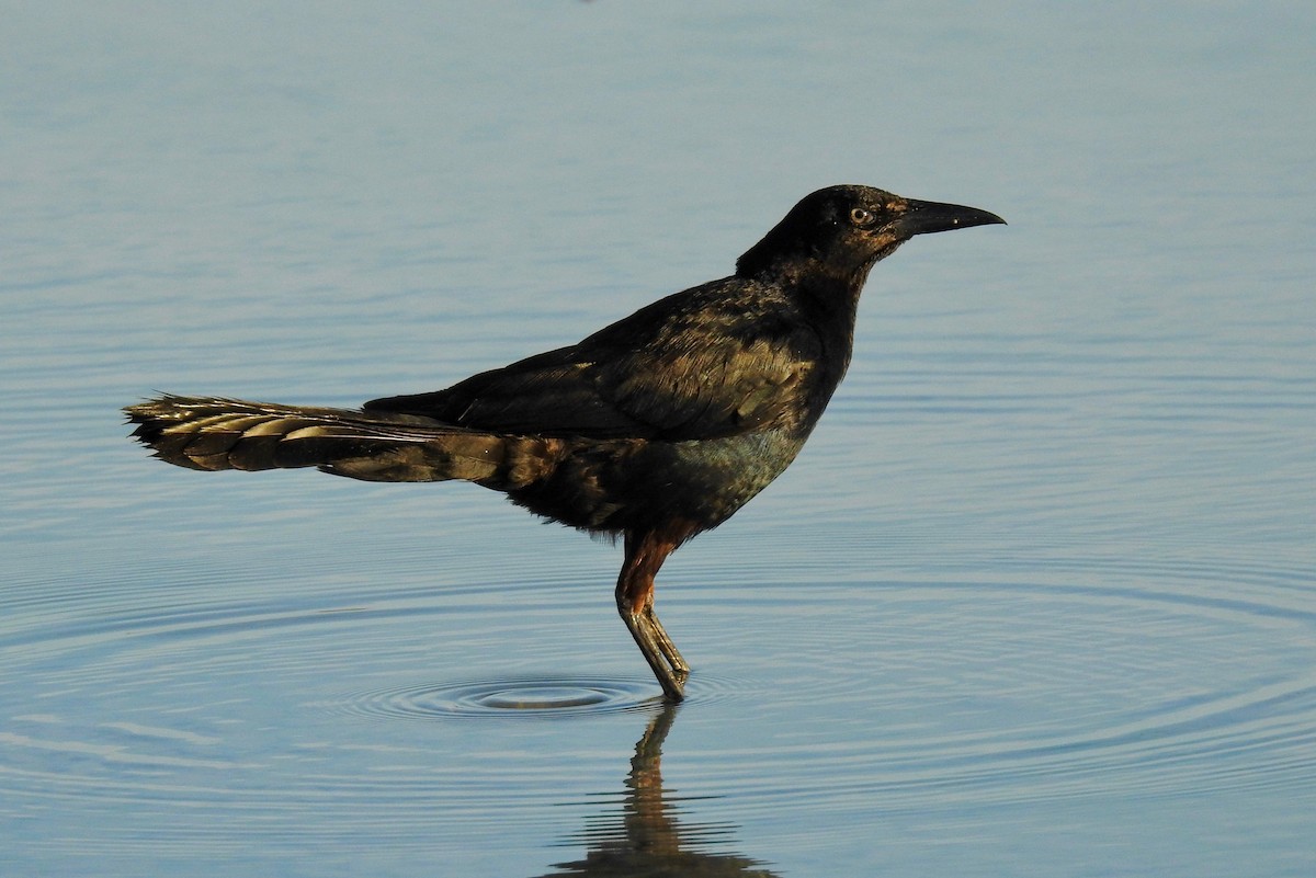 Boat-tailed Grackle - Van Remsen