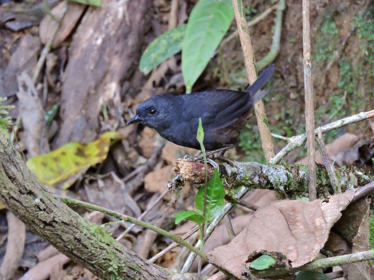 Stiles's Tapaculo - ML106653831